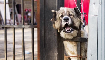 Алабай напал на 15-летнюю девочку в Твери и травмировал ей голову