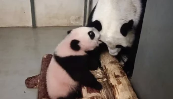 &laquo;Поиграем в &laquo;Царь горы&raquo;?&raquo;: Московский зоопарк показал, как играет панда Катюша