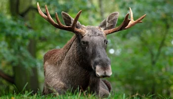 Москвичам рассказали, как правильно вести себя при встрече с лосем в городе