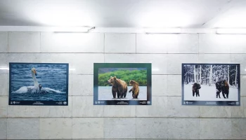 Новая экспозиция фотографий семейств животных и птиц открылась в столичном метро