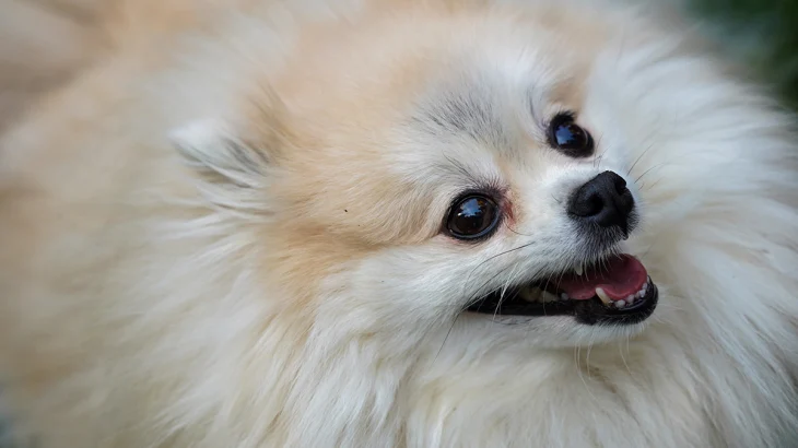 Хозяйка умершего в столичной ветклинике шпица прокомментировала трагедию Хозяйка умершего в столичной ветклинике шпица прокомментировала трагедию