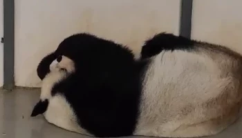 Московский зоопарк показал кадры нежных объятий Диндин с малышкой-пандой