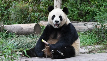 Панда Диндин из Московского зоопарка может вновь стать мамой