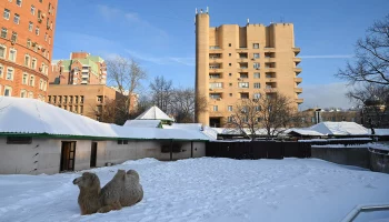 &laquo;В зимнем режиме&raquo;: Московский зоопарк показал жизнь верблюдов в холодную пору