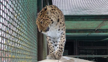 Житель Москвы в &laquo;зверских&raquo; условиях держал дома львов, медведей и леопарда