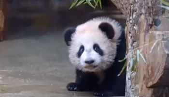 Собянин: Панда Катюша впервые вышла в большой вольер Московского зоопарка