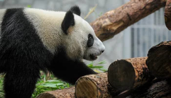 &laquo;Катюша, ну не уходи&raquo;: Московский зоопарк поделился новым видео с малышкой-пандой