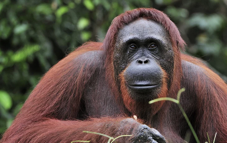 Орангутан сбежал из вольера в столичном зоопарке «Планета обезьян» Орангутан сбежал из вольера в столичном зоопарке «Планета обезьян»