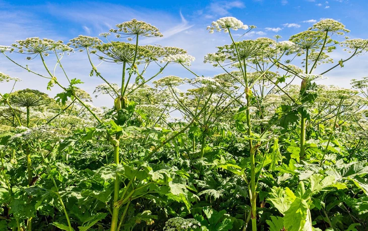 Дачников предупредили о штрафах за борщевик за забором Дачников предупредили о штрафах за борщевик за забором