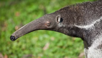 &laquo;Осваивается&raquo;: Московский зоопарк показал игры муравьеда Диего в уличном вольере