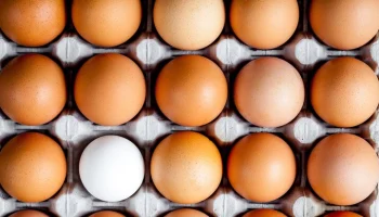 Россельхознадзор сообщил, что РФ не поставляла яйца в США