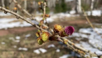 В "Лосином острове" зацвела лиственница даурская