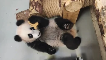 &laquo;Никуда не торопится&raquo;: Московский зоопарк показал играющую с печеньем Катюшу