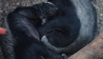 &laquo;Настоящие инь и ян&raquo;: Московский зоопарк показал спящих в обнимку медоедов