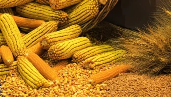 Росконгресс спрогнозировал дефицит и подорожание кукурузы и пшеницы