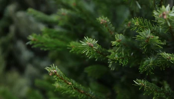 Москвичам рассказали о результатах акции &laquo;Елочный круговорот&raquo; в 2024 году