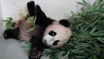 &laquo;Своенравная Катюша&raquo;: Московский зоопарк показал упрямую малышку-панду