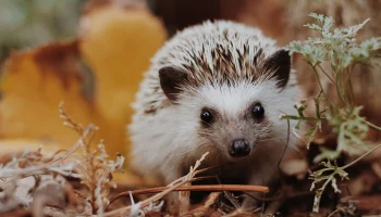 Москвичам рассказали, где можно увидеть вышедших из зимней спячки ежей