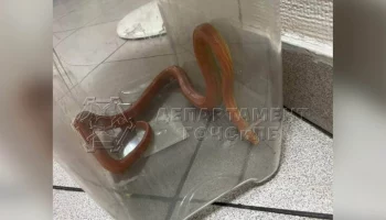 Спасатели поймали змею в спальне жителей Северного Медведкова