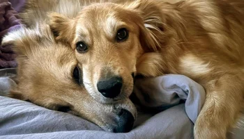 Москвичи взяли за новогодние праздники из приютов города более 100 животных