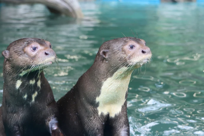 Сергунина назвала топ-10 самых популярных онлайн-трансляций из Московского зоопарка