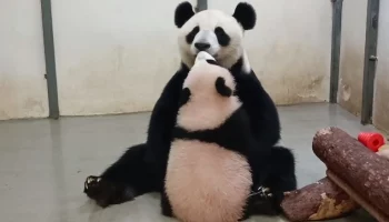 &laquo;Панда поцелуи&raquo;: Московский зоопарк показал трогательный ритуал Катюши и Диндин