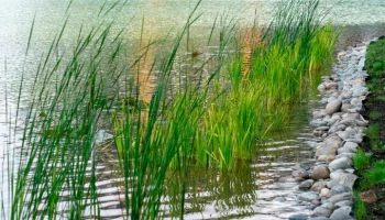 Реабилитация Красноярских прудов началась в Гольянове