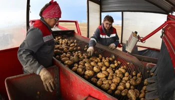В Минсельхозе РФ заявили, что удастся избежать "перекосов" цен на картофель