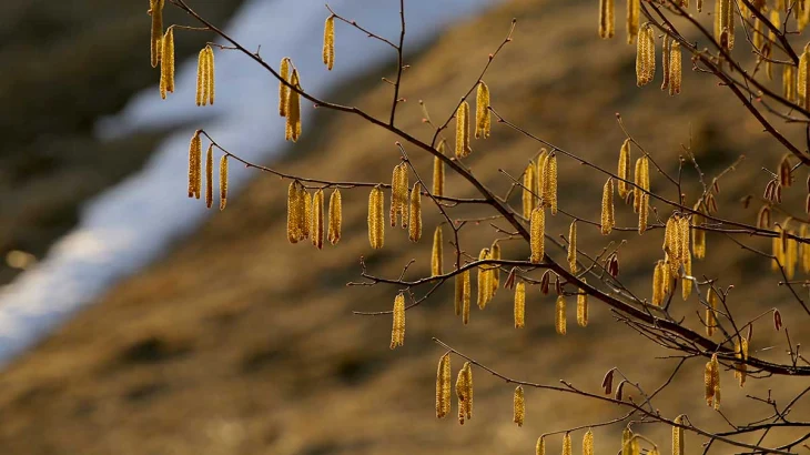 Минздрав: Сезон цветения стартовал в России, в Москве уже зацвели ольха и орешник Минздрав: Сезон цветения стартовал в России, в Москве уже зацвели ольха и орешник