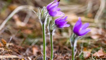 Сон-трава расцвела в "Аптекарском огороде" Сон-трава расцвела в "Аптекарском огороде"