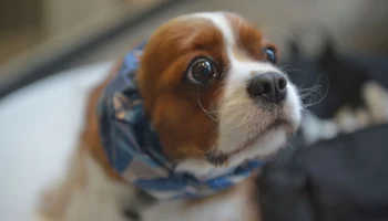 &laquo;Гранд Сервис Экспресс&raquo; увеличит количество вагонов для проезда с животными