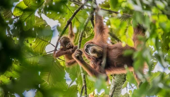 Стало известно, когда орангутаны из Московского зоопарка выйдут в летние вольеры