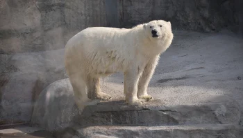Россия не стала передавать белого медведя в обмен на японских капибар
