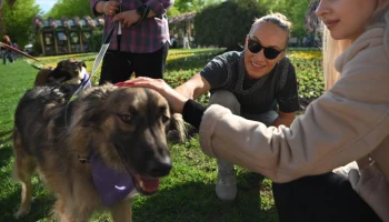 &laquo;Плюс один&raquo; на бульваре: как спецпроект &laquo;Моспитомец х Четвероногий друг&raquo; помогает найти семью