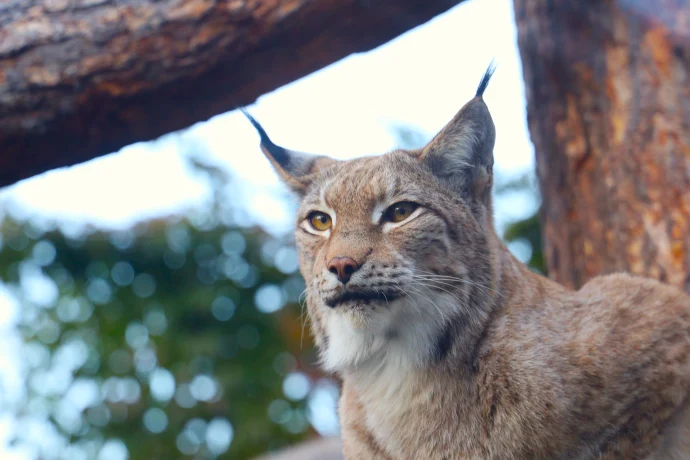 Сергунина назвала топ-10 самых популярных онлайн-трансляций из Московского зоопарка