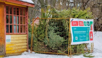 Москвичи могут сдать новогодние ели в специальные пункты до 1 марта