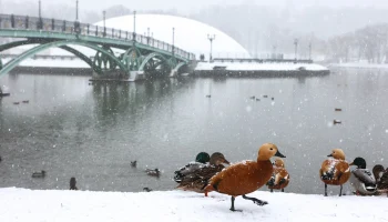 Гидрометцентр: Снегопад в Москве и Подмосковье продлится до 29 января