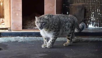 В Московском зоопарке впервые взяли кровь у снежного барса без анестезии