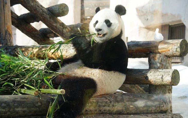 Московский зоопарк поздравил Жуи, Диндин и Катюшу с Международным днем панд