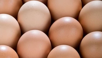 Россельхознадзор объявил о росте поставок куриных яиц из Белоруссии в РФ почти в 2 раза