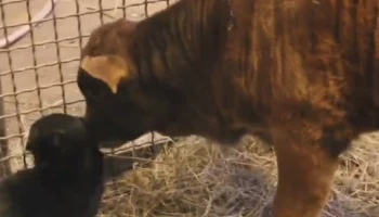 &laquo;Часто заходит погостить&raquo;: Московский зоопарк показал дружбу кота и теленка