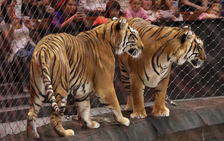 Выступление животных в цирках могут запретить в России