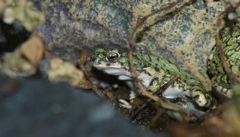 &laquo;Охота прошла успешно&raquo;: Московский зоопарк показал обед сверчковой жабы