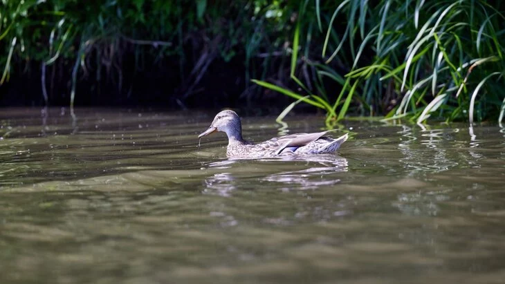 Реабилитация Верхнего Салтыковского пруда стартовала в Северном Бутове