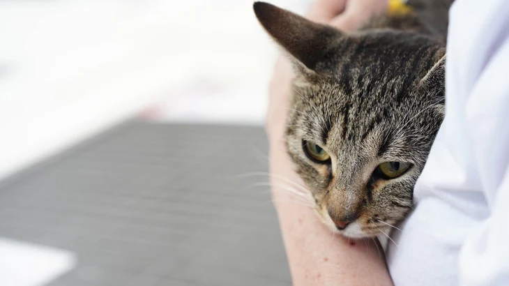 Брошенный в аэропорту Домодедово кот Барсик нашел новый дом Брошенный в аэропорту Домодедово кот Барсик нашел новый дом