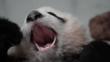 &laquo;Караул, побег&raquo;: московская панда Катюша провела киперов и сбежала из вольера