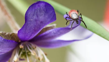 Вирусолог Викулов назвал период возможного спасения от укуса энцефалитного клеща