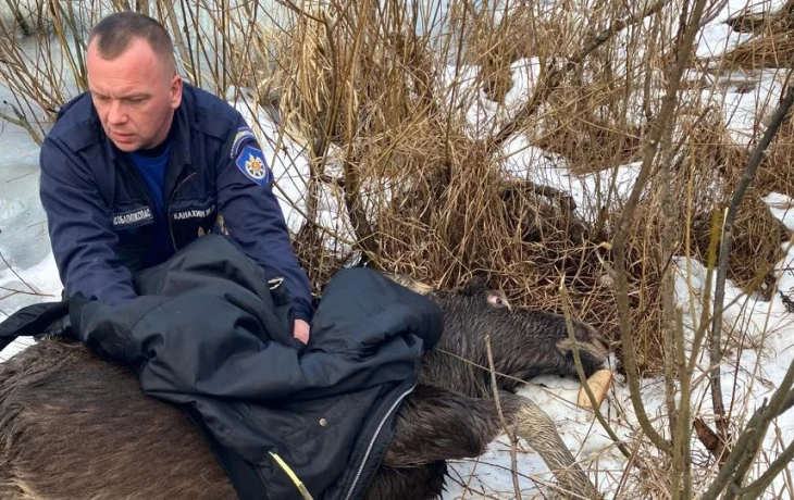 Подмосковные спасатели помогли провалившейся под лед беременной лосихе (видео)