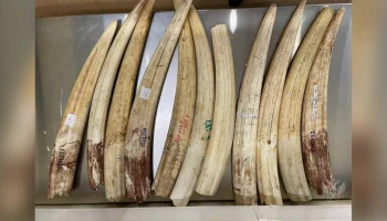 Мужчина пытался вывезти в Египет 11 бивней краснокнижного моржа