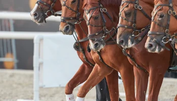 Украинская всадница Васильева сменит спортивное гражданство на российское